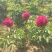 观赏芍药