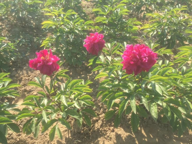 观赏芍药