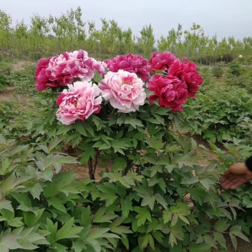 观赏牡丹