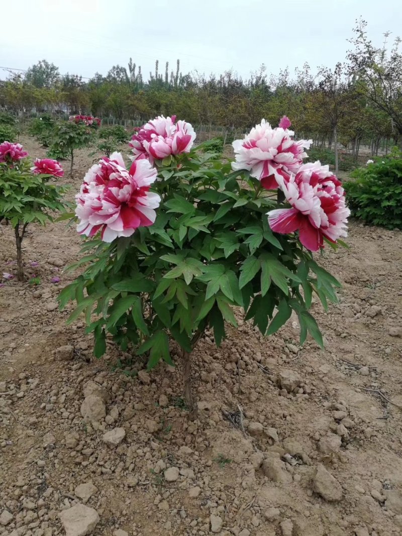 观赏牡丹