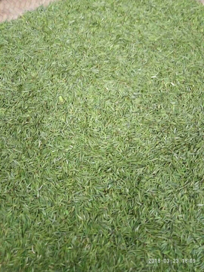 石阡苔茶高山绿茶口感醇厚
