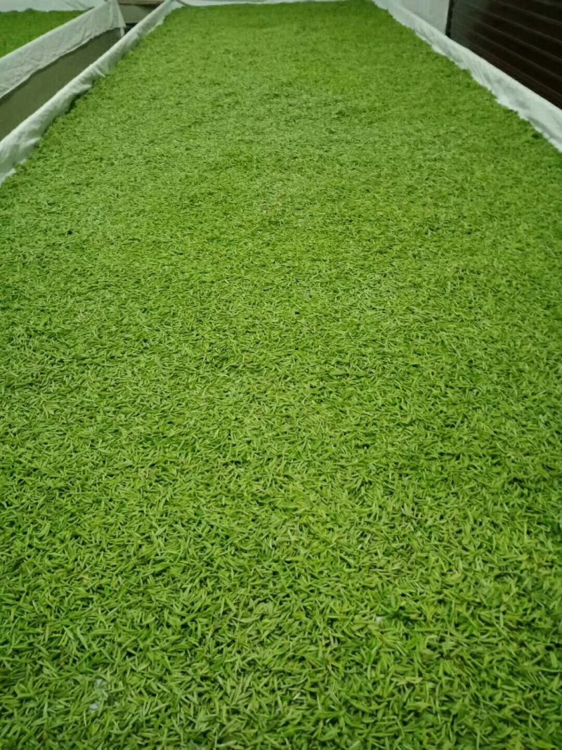 石阡苔茶高山绿茶口感醇厚