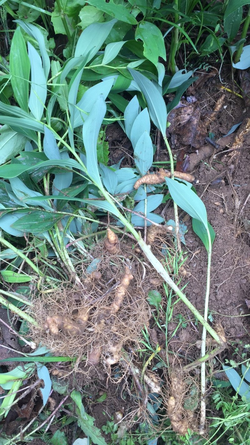 野生无硫小玉竹条野生玉竹