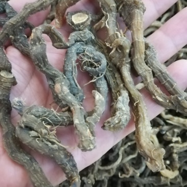 野生无硫小玉竹条野生玉竹