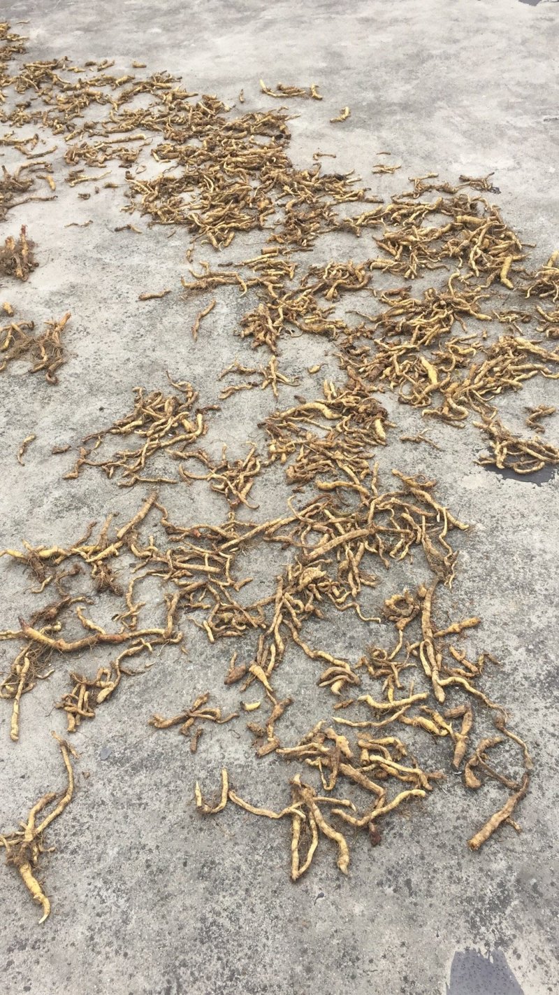 野生无硫小玉竹条野生玉竹