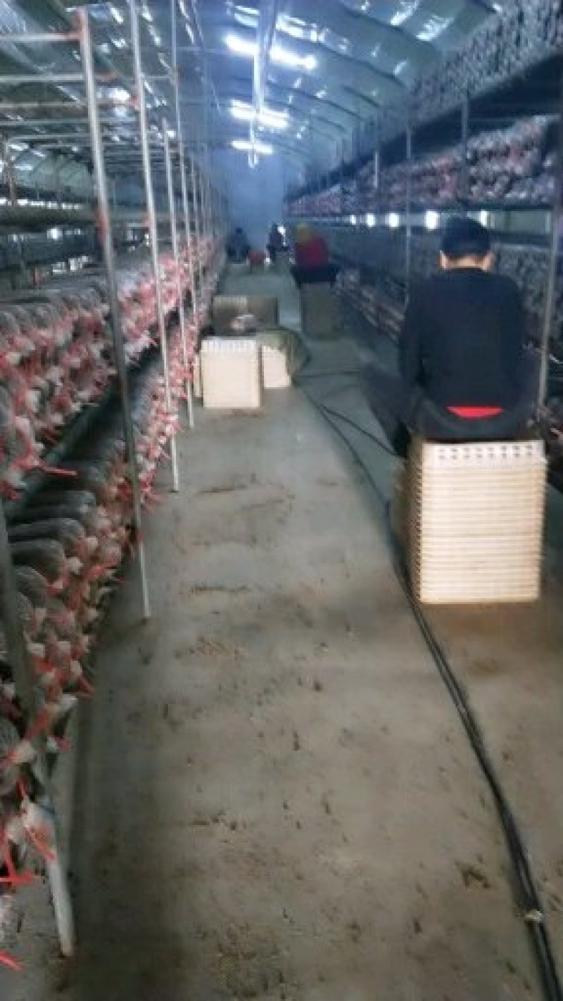 常年出售各种食用菌岀菇菌包，免费技术跟踪指导