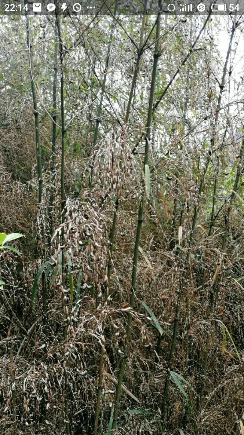 野生刺竹竹米