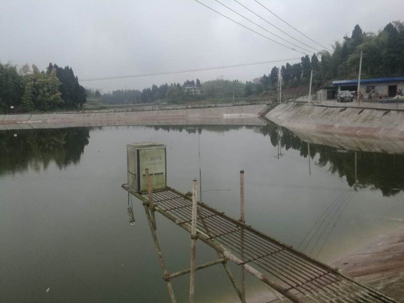 鲫鱼，湘鲫鱼，中科三号，先科巨鲫，各种规格欢迎来电咨询
