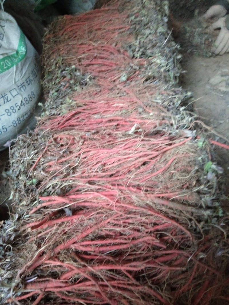 纯生茬地的丹参苗