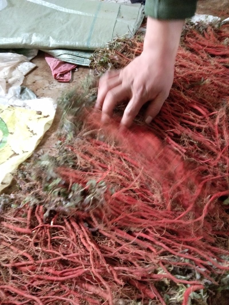 纯生茬地的丹参苗
