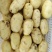 山东省【肥城】平阴荷兰十五士豆大量供应，黄皮黄心薯行好
