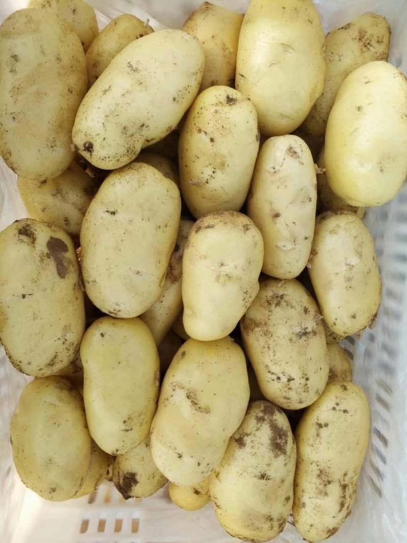 山东省【肥城】平阴荷兰十五士豆大量供应，黄皮黄心薯行好