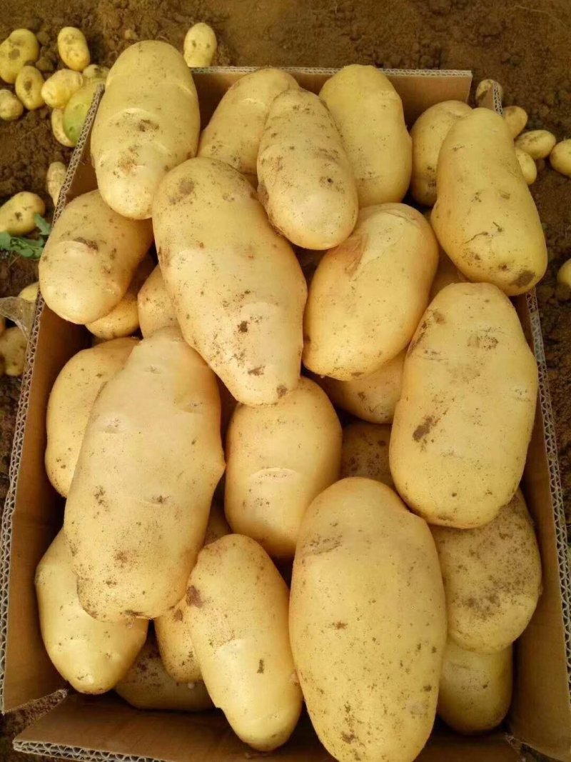 山东省【肥城】平阴荷兰十五士豆大量供应，黄皮黄心薯行好