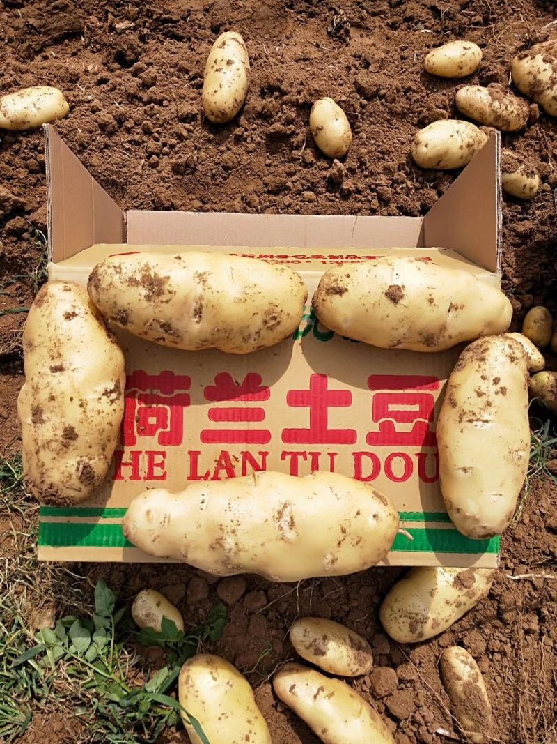 山东省【肥城】平阴荷兰十五士豆大量供应，黄皮黄心薯行好