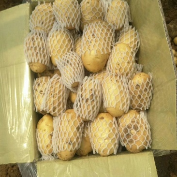 山东省【肥城】平阴荷兰十五士豆大量供应，黄皮黄心薯行好