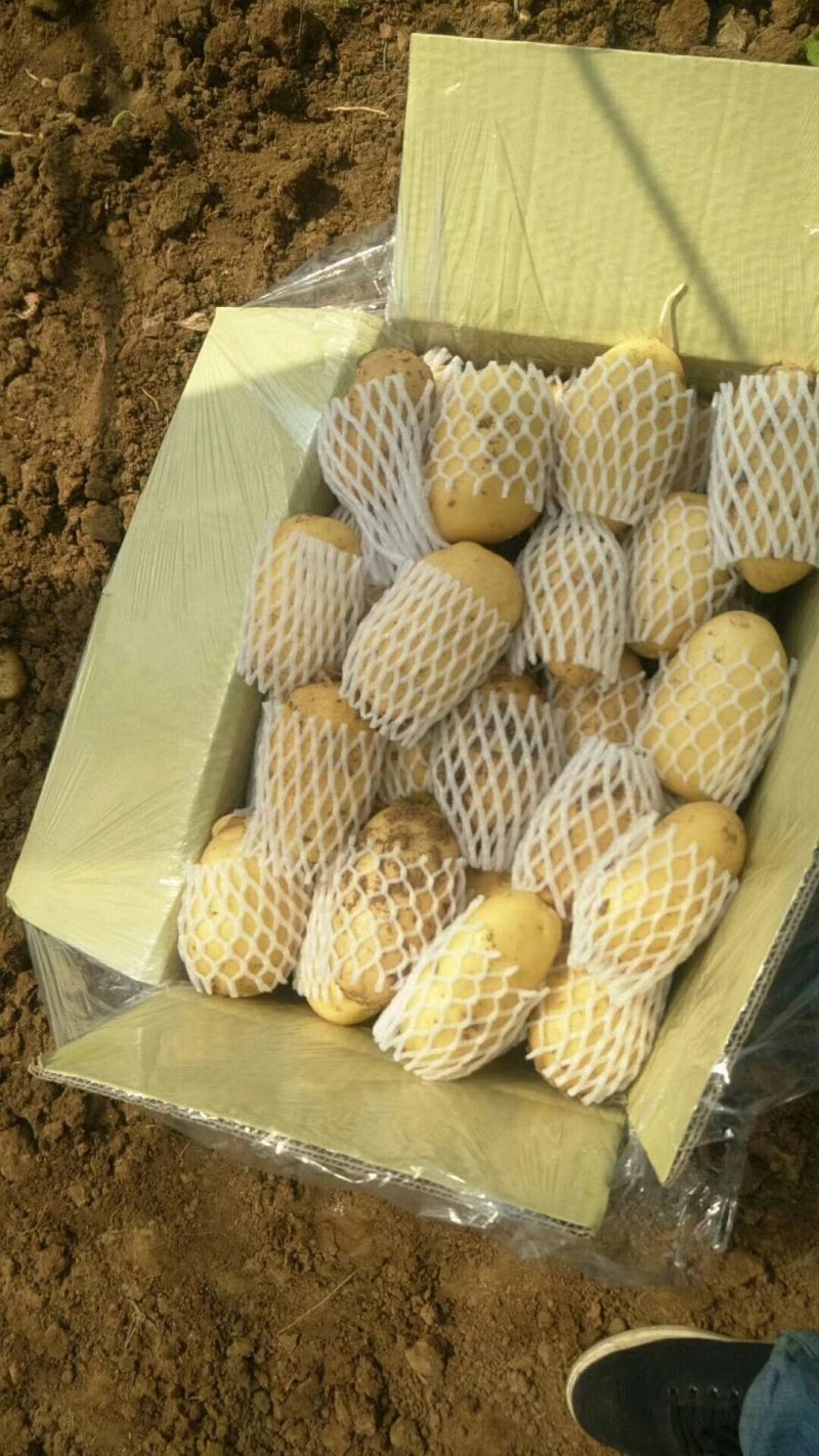 山东省【肥城】平阴荷兰十五士豆大量供应，黄皮黄心薯行好