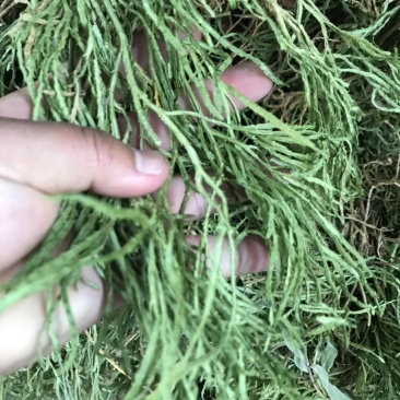 舒筋草