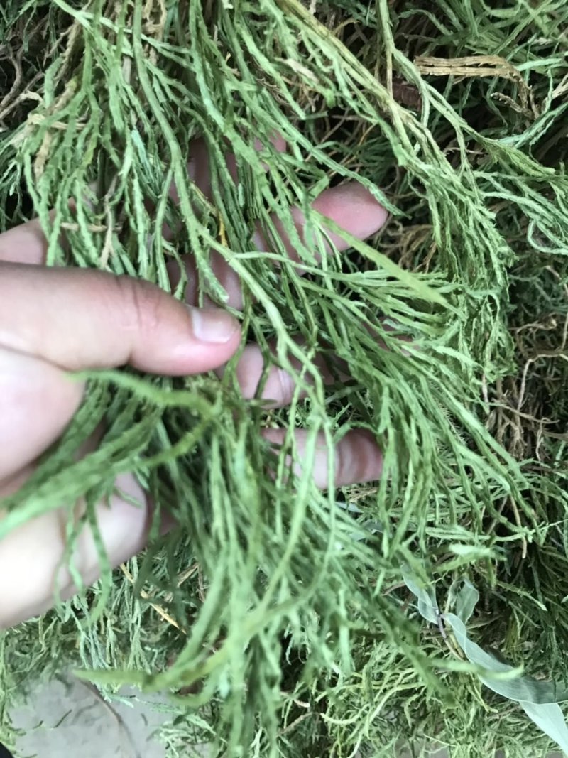 舒筋草