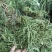 舒筋草