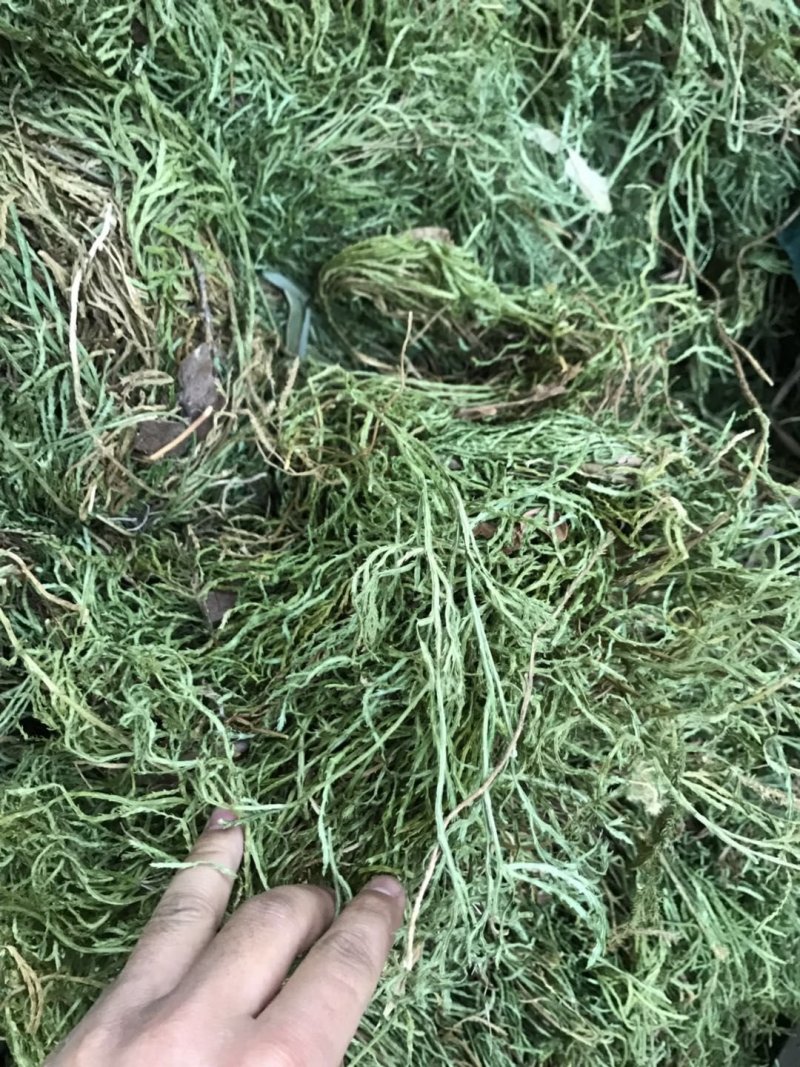 舒筋草
