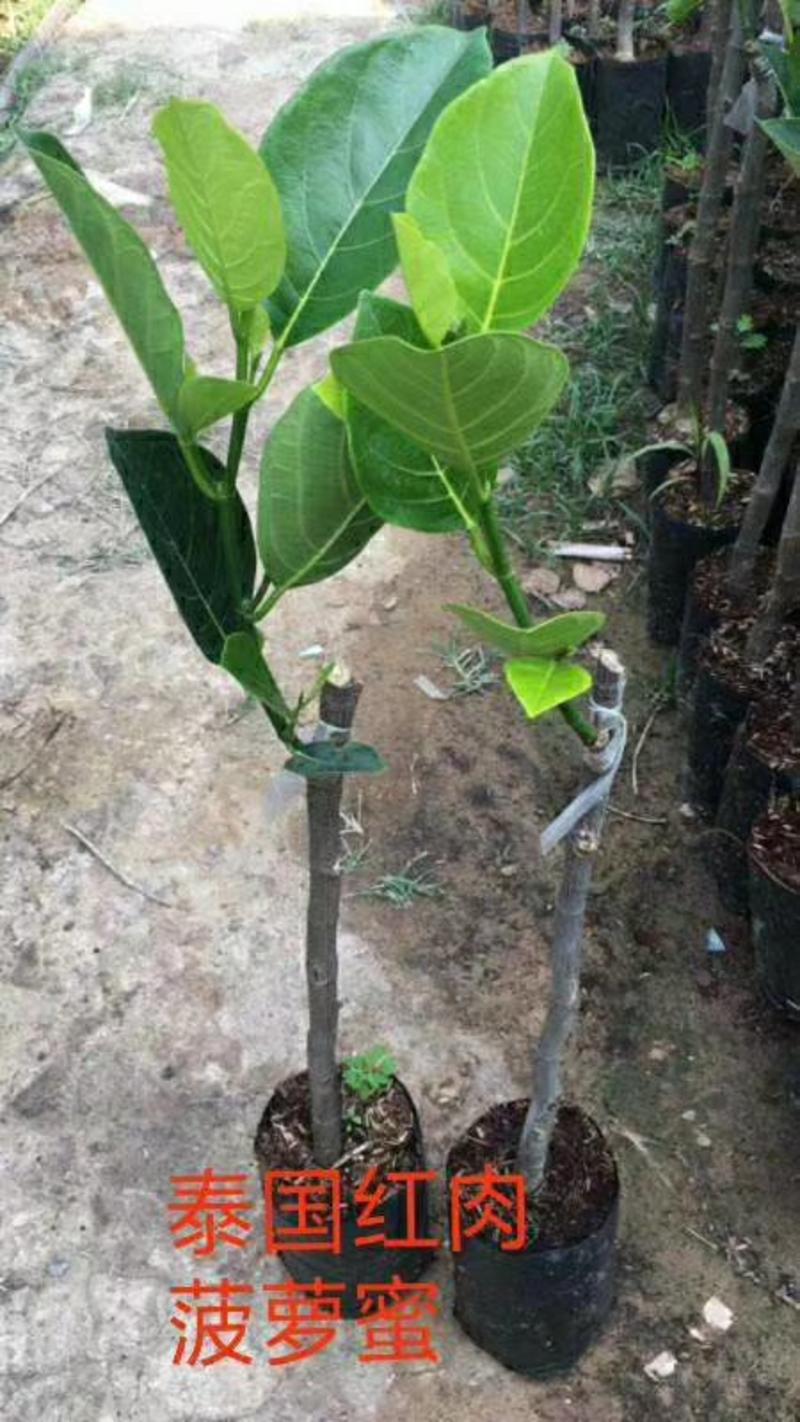 菠萝蜜袋苗（越南泰国马来西亚）量多价优批发福建