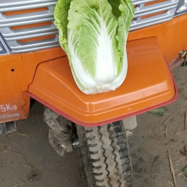 黄心白菜