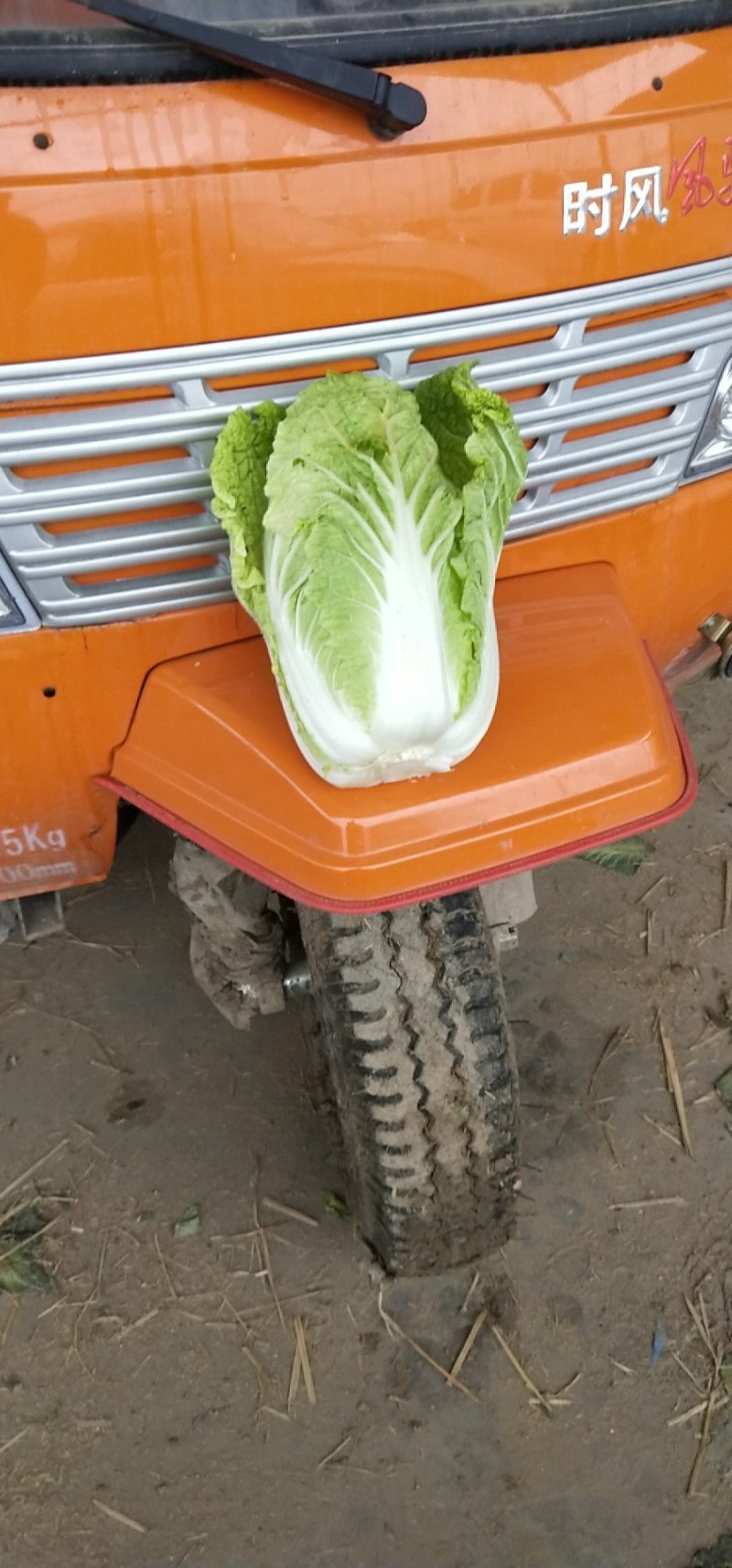 黄心白菜