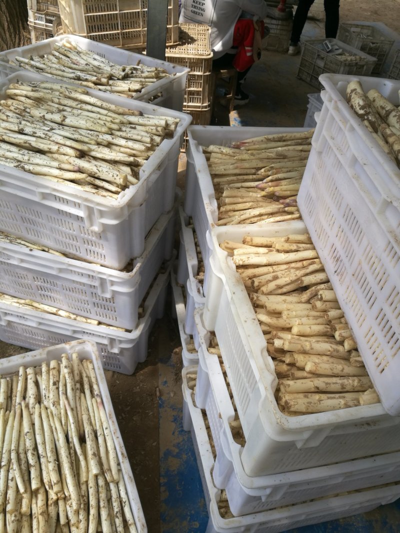 芦笋白芦笋一级白芦笋条形直一件代发包邮精选
