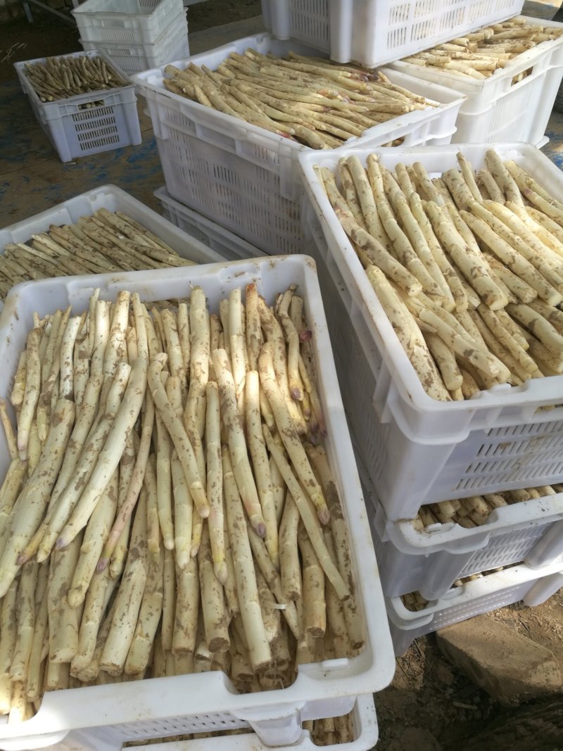 芦笋白芦笋一级白芦笋条形直一件代发包邮精选