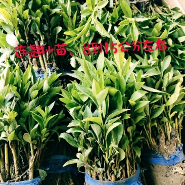 连翘道路小区别墅菊花用苗可以视频看货