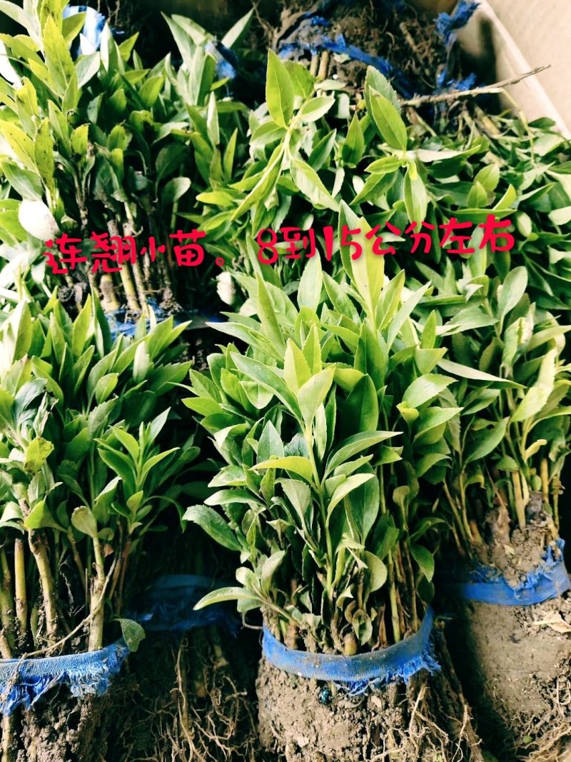 连翘道路小区别墅菊花用苗可以视频看货