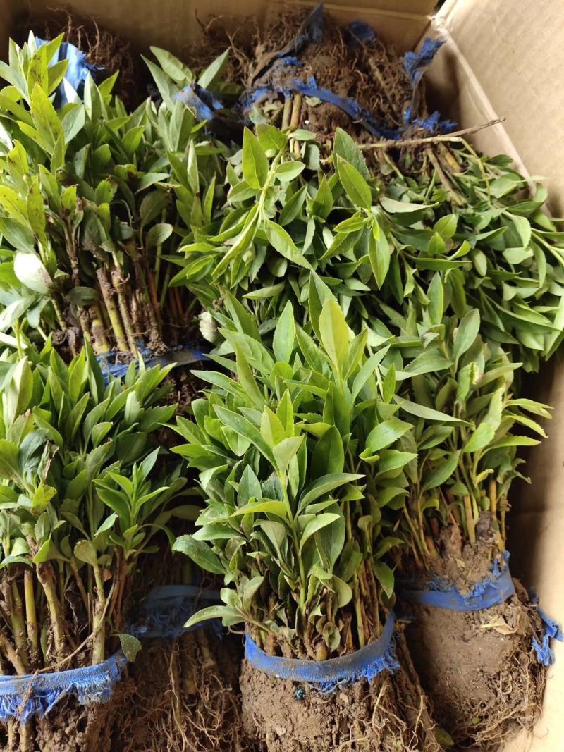 连翘道路小区别墅菊花用苗可以视频看货