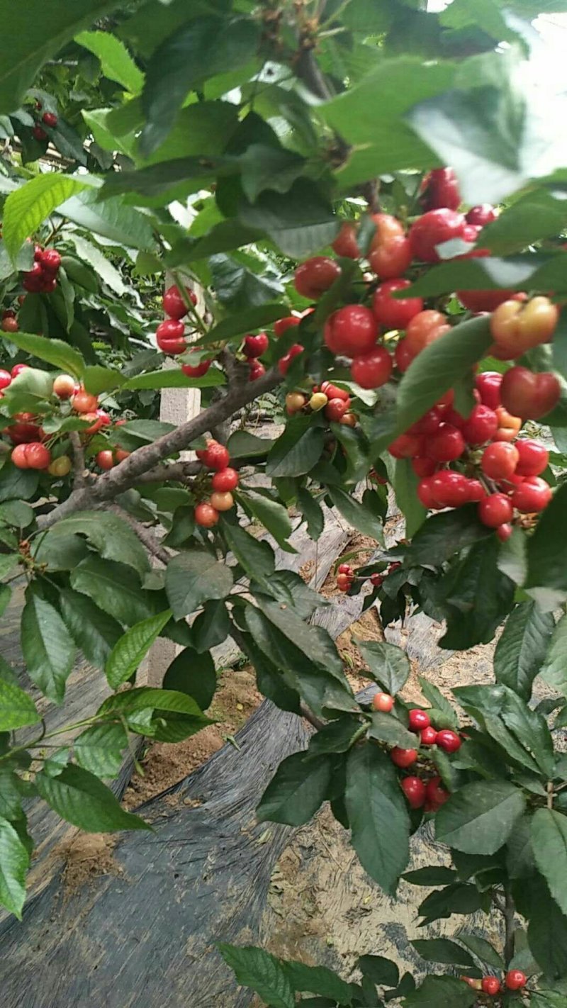 大荔樱桃陕西大棚樱桃美早，萨米托，红灯