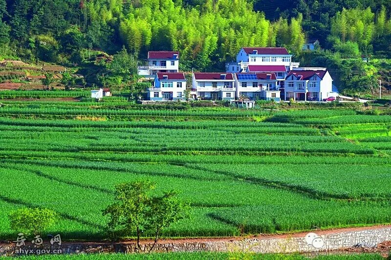 茭白结茭老根纯度高一万棵单双季茭白种苗混批