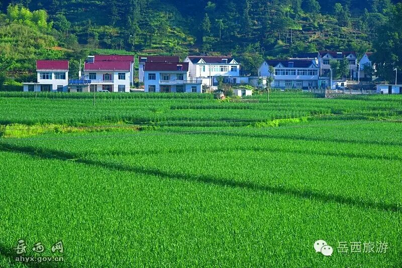茭白结茭老根纯度高一万棵单双季茭白种苗混批