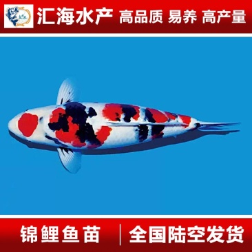 锦鲤鱼苗日本锦鲤绍和大正三色量大价优