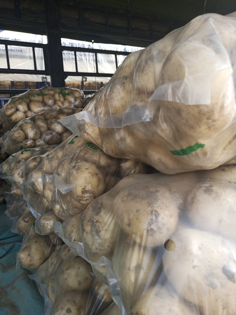 城固土豆金黄色日销量100吨3两以上老刘瓜果蔬菜代办