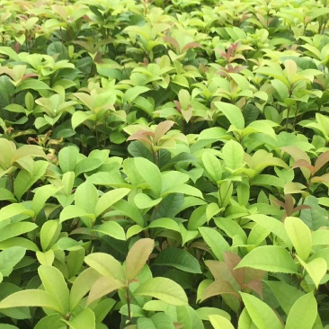 四季桂花苗，苗子健康无病根须好易成活