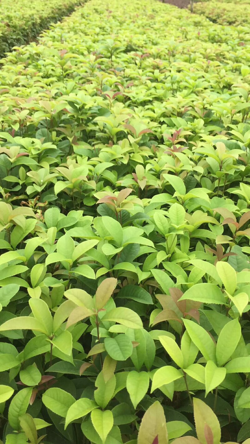 四季桂花苗，苗子健康无病根须好易成活