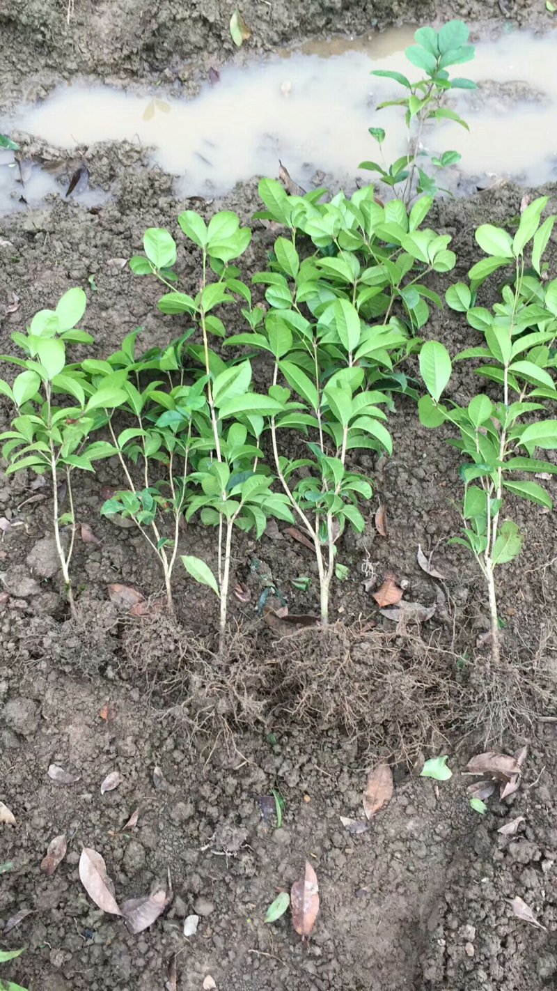 四季桂花苗，苗子健康无病根须好易成活