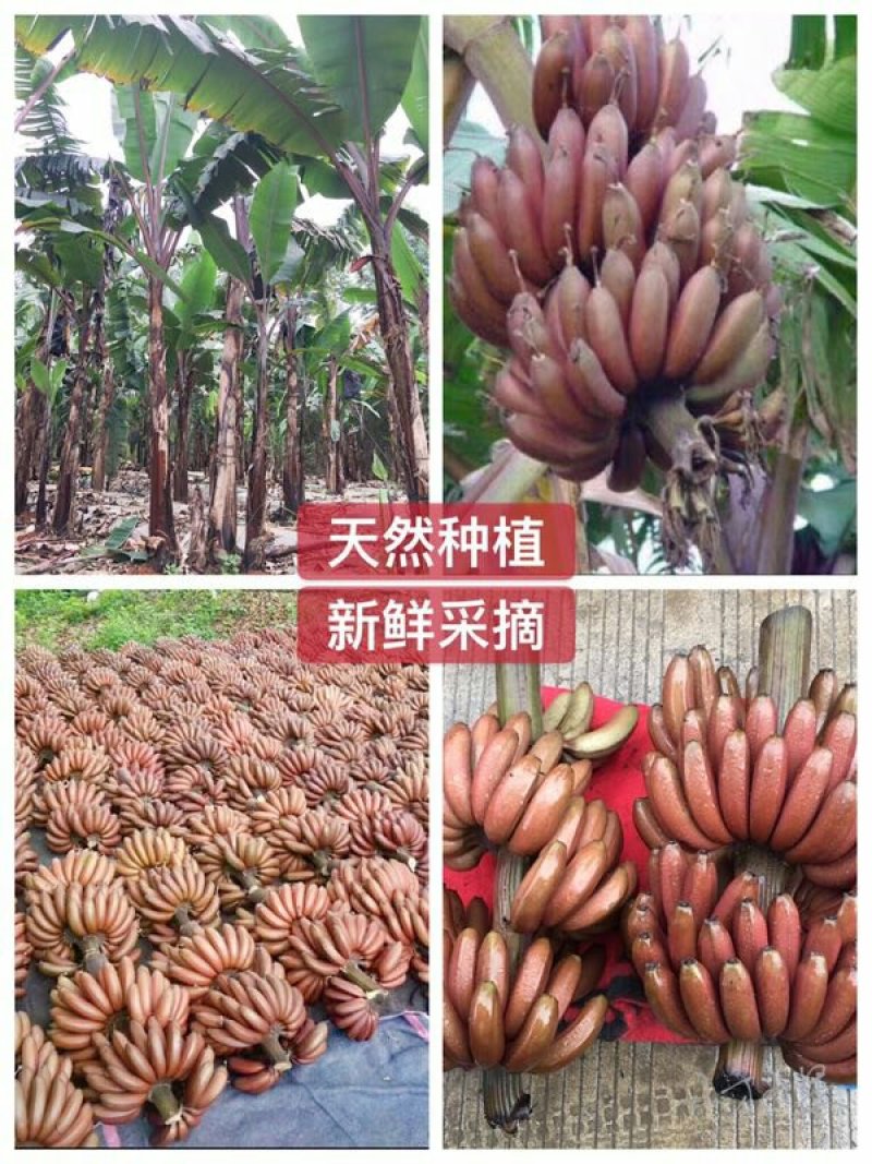 红皮香蕉红美人香蕉应季水果3斤5斤9斤整箱包邮