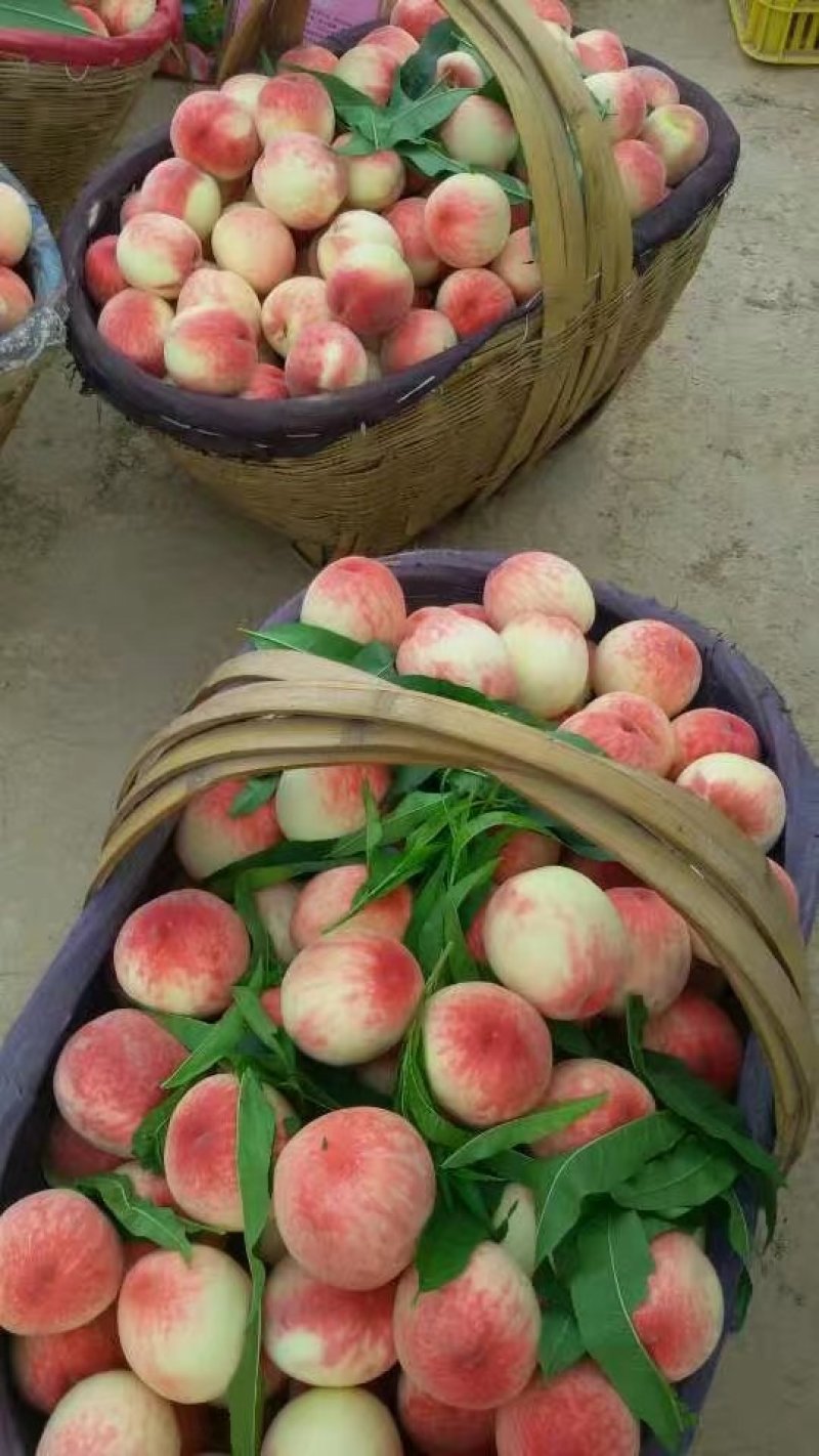 预售秦安蜜桃
