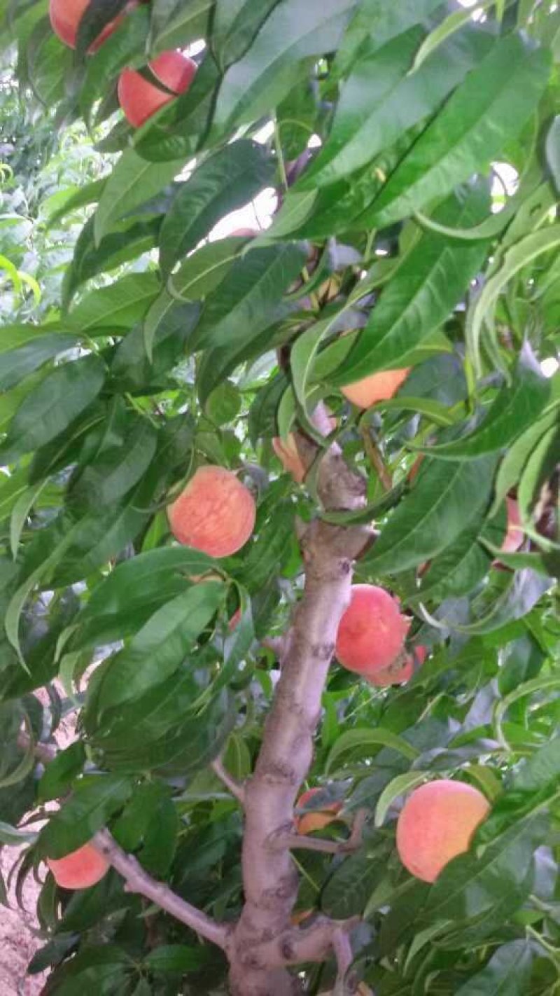 预售秦安蜜桃