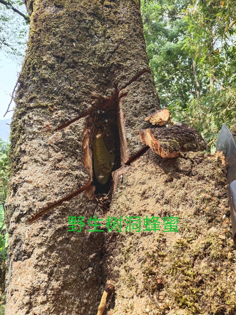 野生树洞蜂蜜