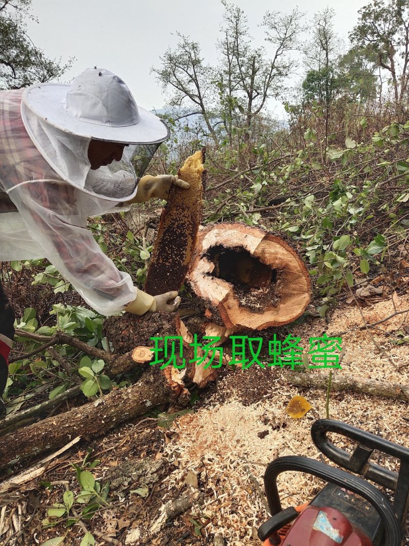 野生树洞蜂蜜