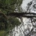 野生树洞蜂蜜