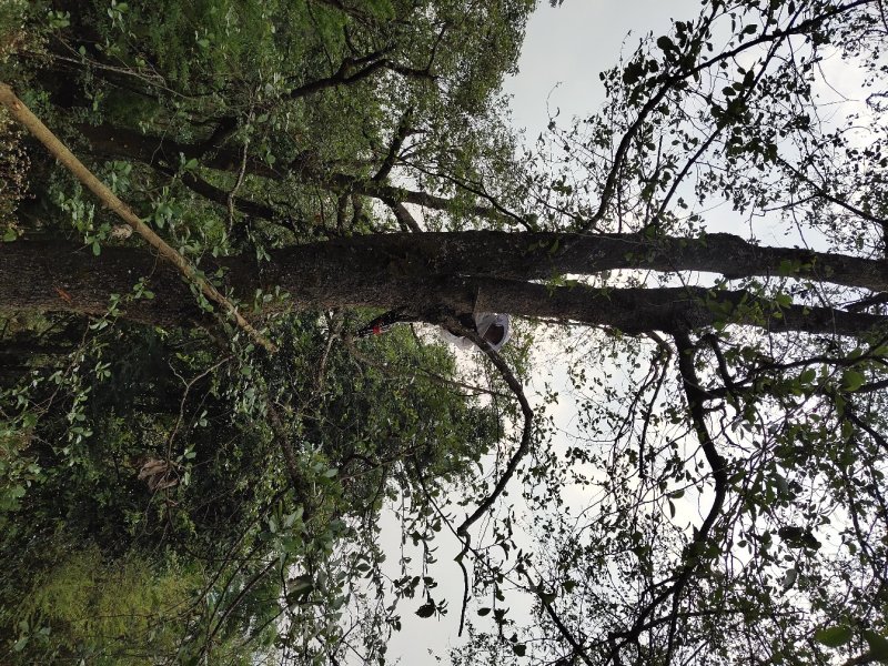 野生树洞蜂蜜