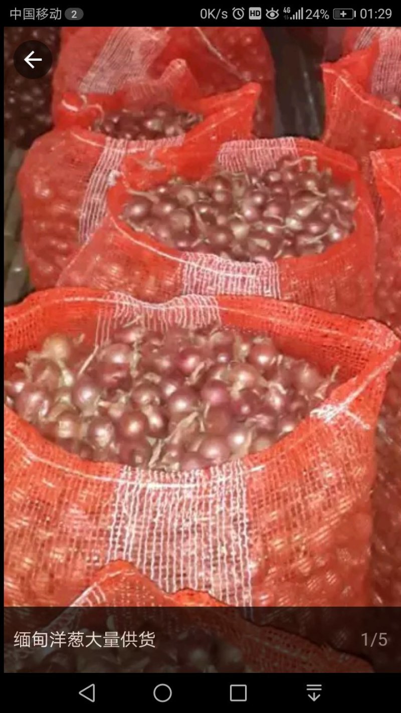 独头葱
