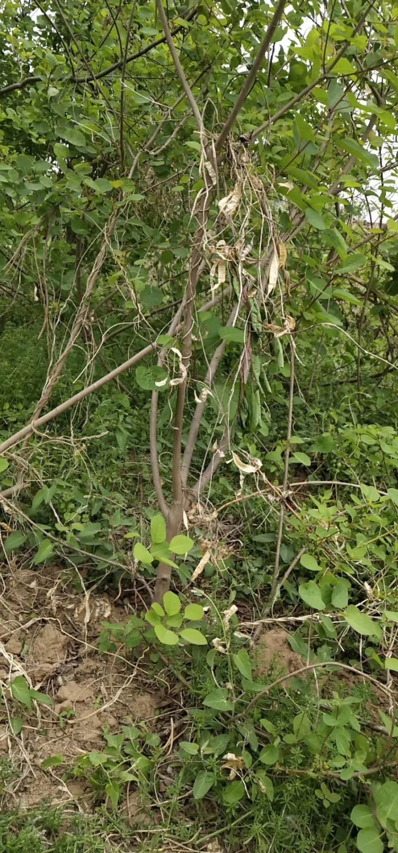 丛生黄栌
