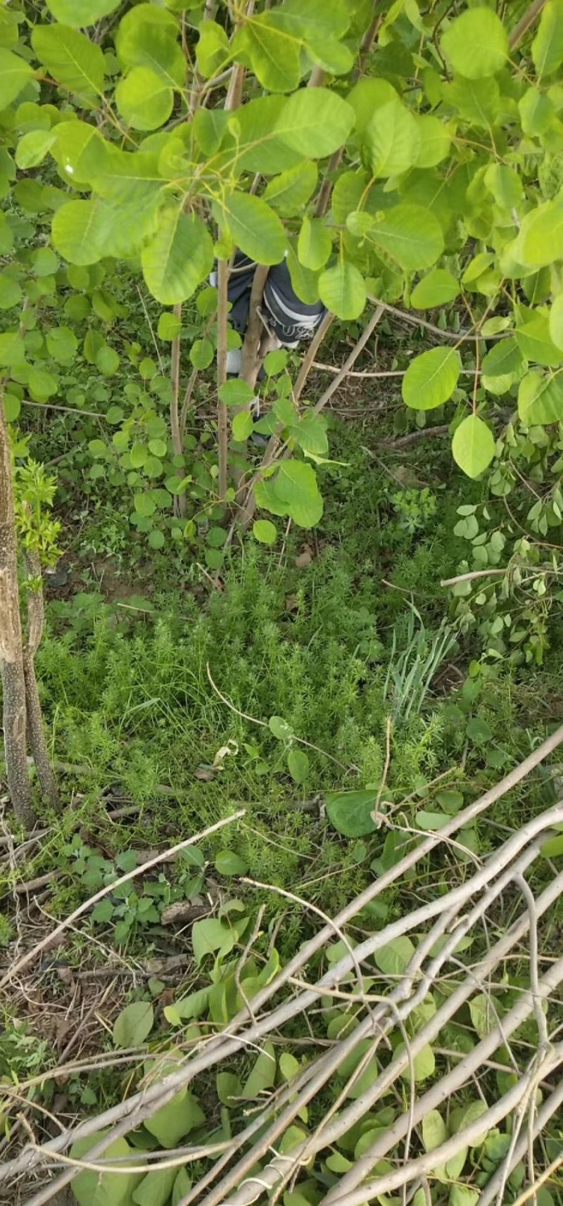 丛生黄栌